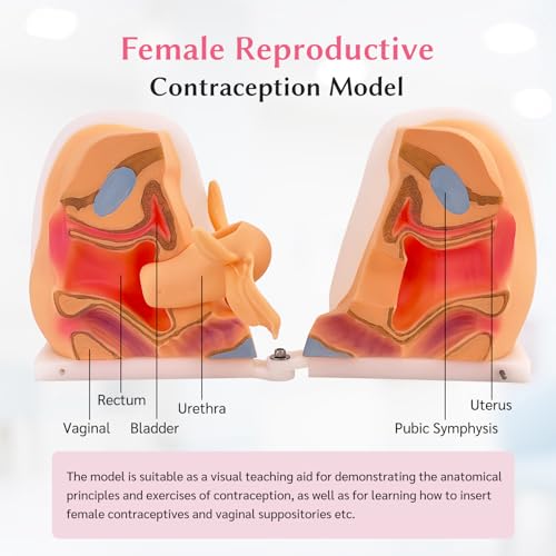 Image of JNMFTD Female Gynecological Manikin，Woman Genitals IUD Vaginal Reproductive System Training Anatomy Model with Accurate Structure 3D Product Manual Card for Teaching Presentation Practical Operation