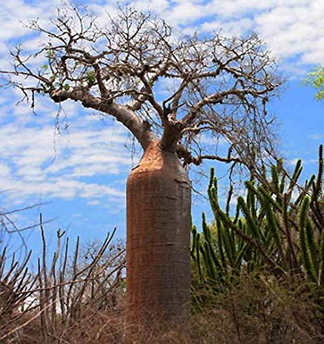Amazon | 【種子】Adansonia Fony ◇アダンソニア・フォニー◎Baobab