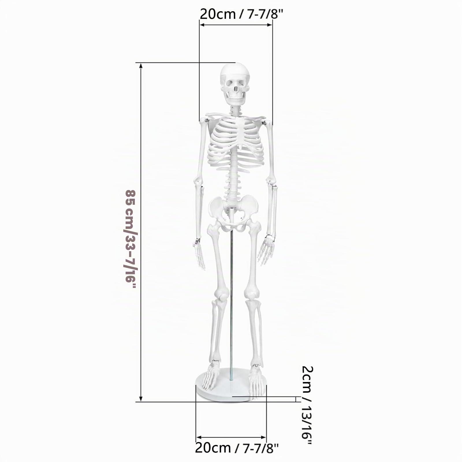 Mensch Skelett Modell für Anatomie, 85cm Ganzkörper Mensch Skelett Modell Anatomy Skeleton Menschliches Skelett mit Und Bewegliche Arme Und Beine für Medizinisches Lehren, Bildung, Lernen, Display