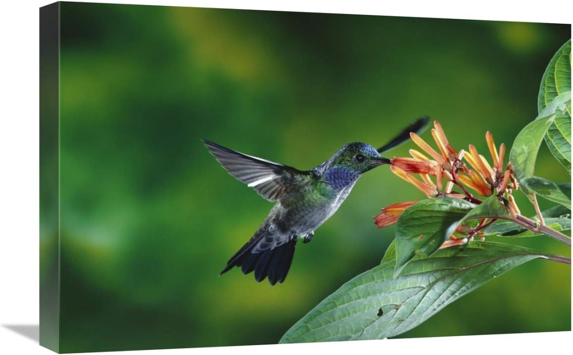 16 x 24 in. Blue-Chested Hummingbird Albino Male Feeding at & Pollinating Flowers Lowland Rainforest, Costa Rica Art Print - Michael & Patricia Fogden