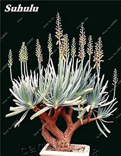Seeds New Fresh Succulent Seeds 50 pcs Rare Mix-Succulent Mix Seeds Seed Flowers for Bonsai Vessel in Beauty vase Your Garden 3: Only Seeds