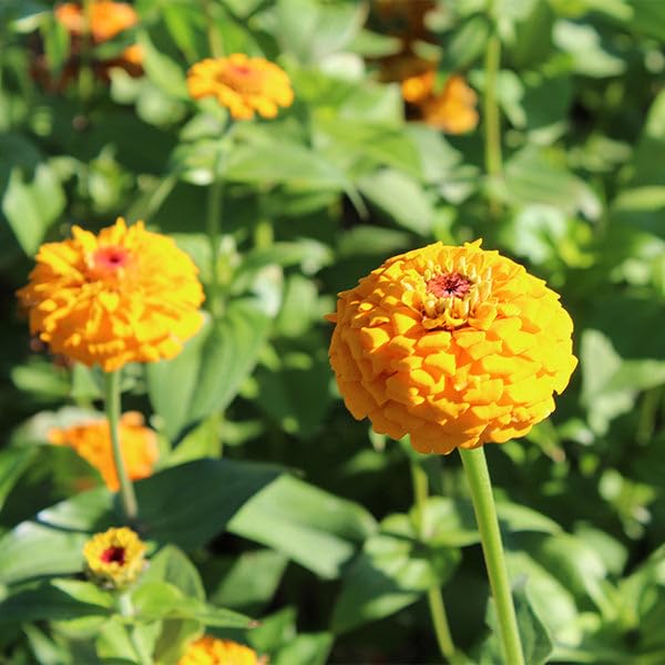 Yellow Flower Zinnia Seeds For Home Garden, Terrace, Balcony, Home Decoration, All Season India (B0CQYK7GSR) Amazon Price History, Amazon Price Tracker