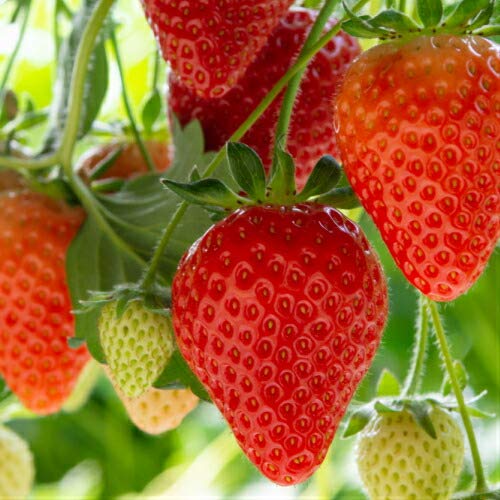 苗 イチゴ 四季なりの人気商品 通販 価格比較 価格 Com