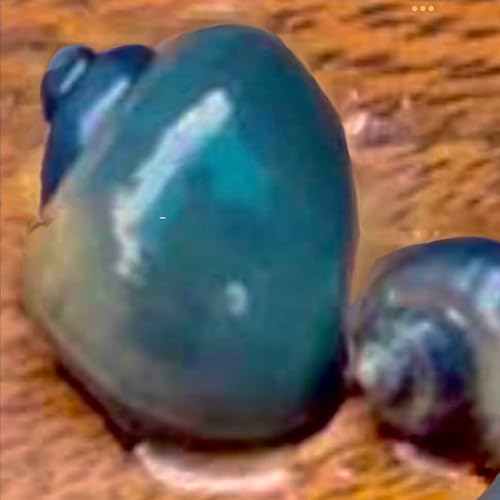 Plants N Fins Mystery Snails (3 Pack) Assorted + Food Sample | Live Arrival Guarantee Freshwater Live Aquarium Snails (Assorted) #TOP6