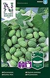 Mexikanische Minigurken Samen - Nelson Garden Gemüsesamen - Snackgurken Samen Saatgut (10 Stück) (Gurke, Mini, Einzelpackung)