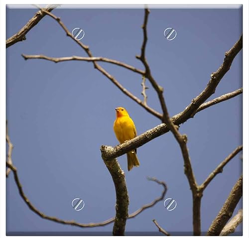 Cubierta doble de pared en blanco - Nature Birds Barcelona Quindio Colombia