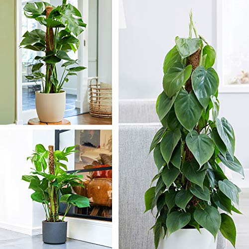 4 Pcs Moss Pole Plant Support Stakes Sticks for Climbing Potted Plants, Coir Totem Pole with 100 Pcs Plant Ties/ 50 Pcs Garden Labels (12'' 15.7 Inch Long)