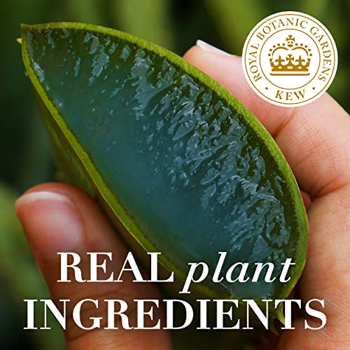 Herbal Essences Bio: Renew Mango + Potent Aloe Sulfate Free Shampoo for Curly Hair 13.5 Fl oz - Thumbnail 5