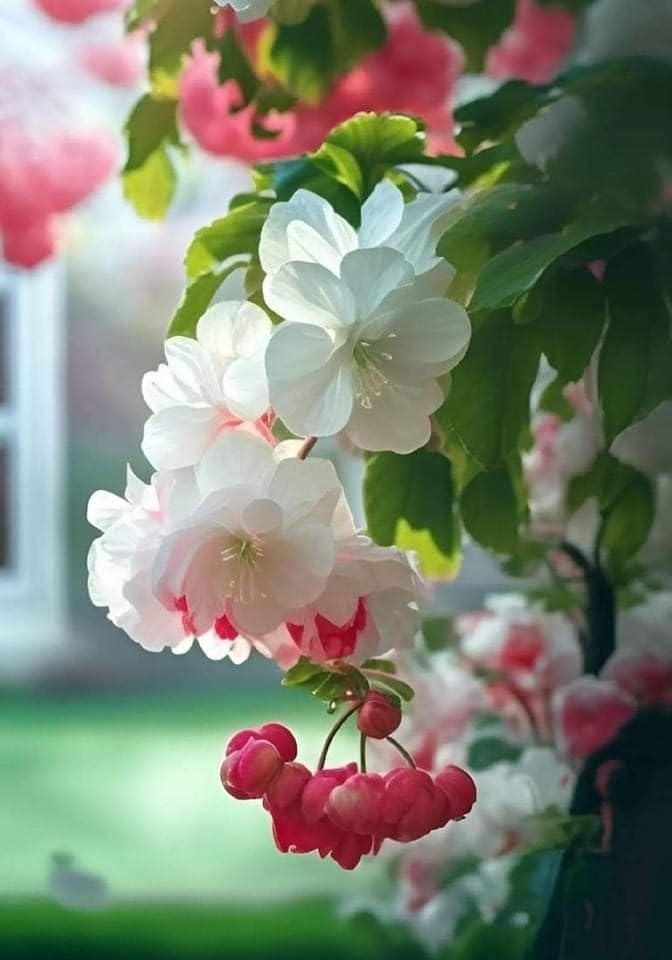 White Bell Bonsai Flower Plant ||Live Indoor/Outdoor Flowering Plant||Sweet Smell flower Plant ||Home Gardaning ||Beutifull Flower Plant Hight 35-45 CM Tall (pack of 1 Healthy plant )1-image-19
