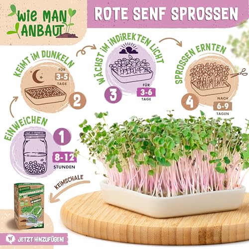 ZenGreens® - Bio Roter Senf Sprossen Samen - Wähle zwischen 10g, 200g und 500g - Roter Senf Bio Saatgut - Keimrate von über 95% - Sprossensamen zum Keimsprossen ziehen - Microgreens
