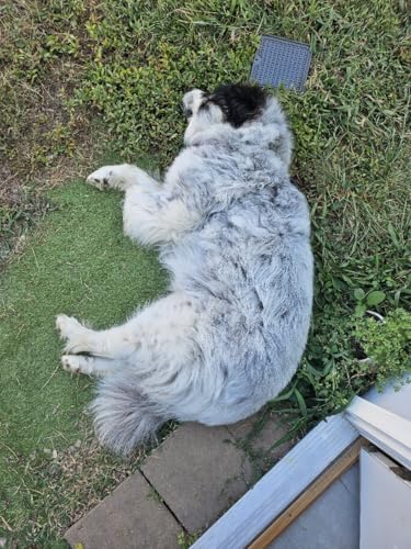 Page de couverture de DadChat: Got that Dog in him