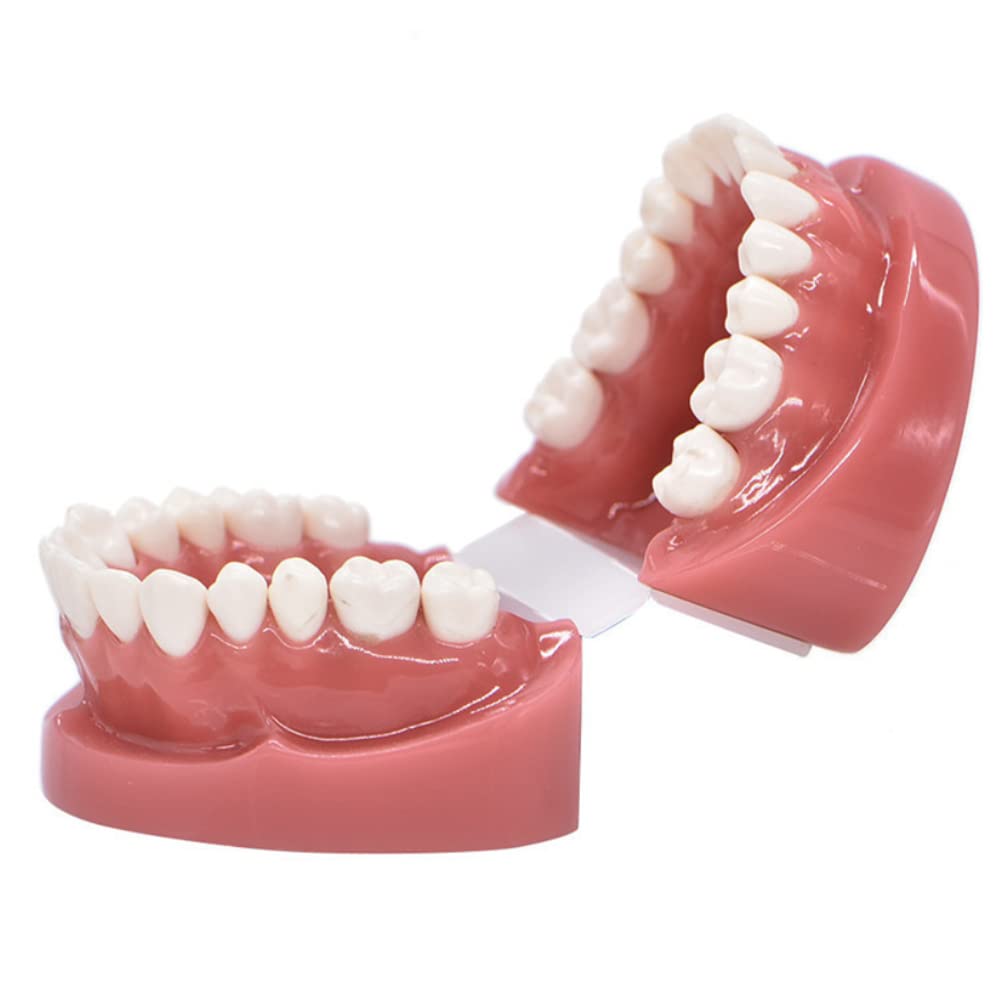 Modello dentale pratica Typodont modello di denti gomma