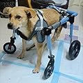 Elitix Full Support Dog Wheelchair Four Wheels, Dog Arthritis Pain Relief Brace Support Rear Leg, Adjustable Disabled Dog Hip Brace for All Terrain(XXL)