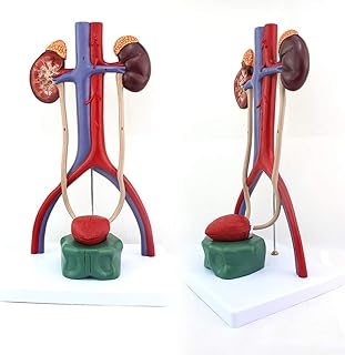 Assembly Model Stereoscopically Human Urinary System Model， Medical Anatomical Human Organ Model， Renal Ureter Bladder Urethra Anatomical Modeluseful SaiFei
