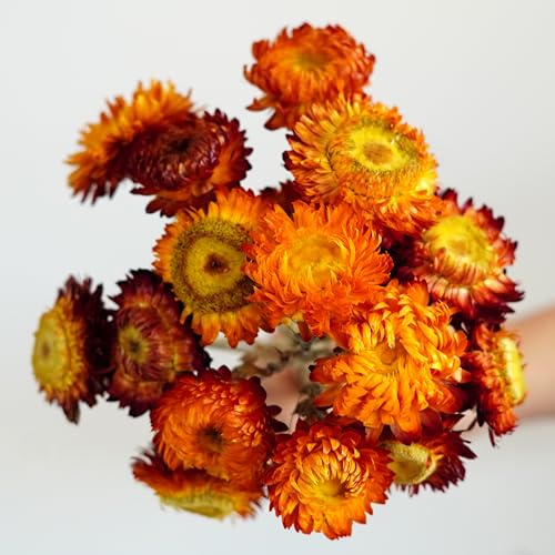 20 tallos de flores secas para decoración miniatura 1