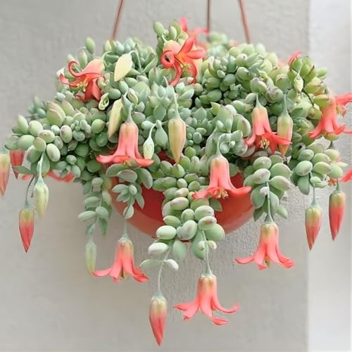 Cotyledon Pendens Succulent Plant Live – 2 Inch Pot |