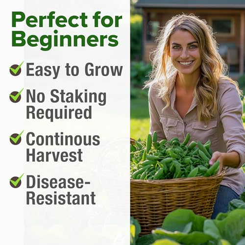 Image of HOME GROWN Organic Cascadia Snap Pea Seeds 100+ Heirloom Non-GMO Seeds for Planting, High Germination, Sweet Edible Pods, Stringless Sugar Snap, Cool Season Garden, Containers (Pisum sativum)