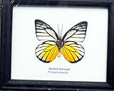FRAMED REAL BEAUTIFUL SPOTTED SAWTOOTH BUTTERFLY DISPLAY INSECT TAXIDERMY 5