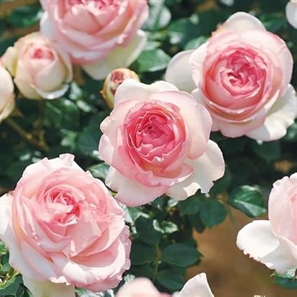 Amazon バラ 苗 苗木 つるバラ ピエールドゥロンサールr 1株 バラの苗木 薔薇 バラの木 バラの花 Cl 庭木 植木 花木苗 国華園 22年秋商品 花