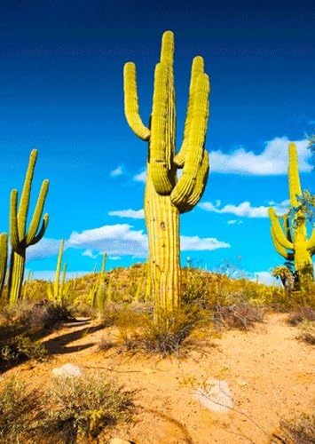Comunidad de Cactus Saguaro y Planta del Desierto de Sonora - Tarjetas de felicitación 3D