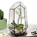 Ferrisland Opened Irregular Glass Terrarium Succulent Planter Geometric Flower Plant Pot Tabletop Small Bonsai Reptile Container Desktop Display Box Candle Holder Gift