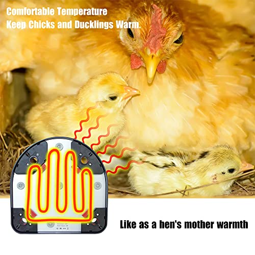 Taixinpower Kit de placa de calor para criar pollitos, lámpara de calor de repuesto para Chiken Coop, altura de ajuste para 15-20 pollos/patos calentador (sin cubierta)