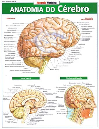 Anatomia do cérebro