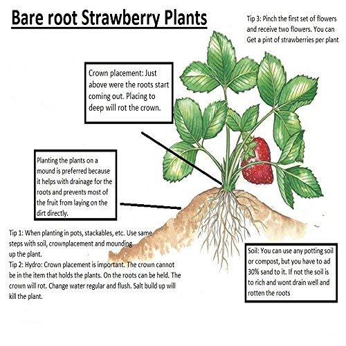 9Greenbox Seascape Everbearing Strawberry 10 Bare Root Plants - Best Flavor #TOP2