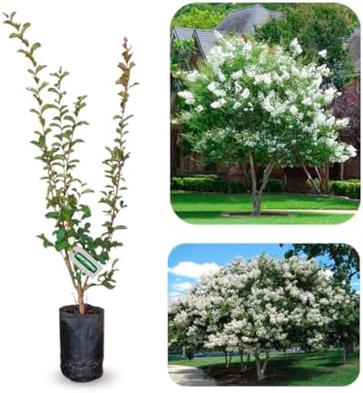 Muda de Resedá Branco Ideal para Plantar em Calçada