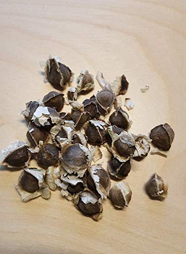 Portal Cool Moringa oleifera 200 Semillas Semillas árbol comestible muy Nutricional Cover