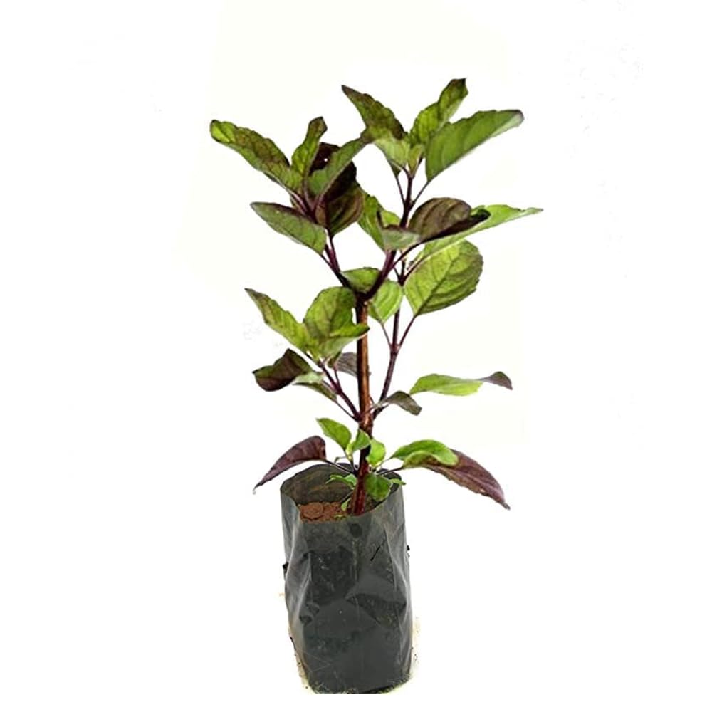 Kalfo Ayurvedic Tulsi Plant - Black Tulsi for Wellness -2