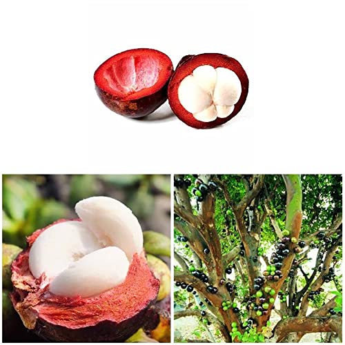 Haloppe 50 piezas de semillas de frutas para plantar en el jardín del hogar, reina rica en nutrientes de frutas tropicales Semillas de mangostán púrpura dulce