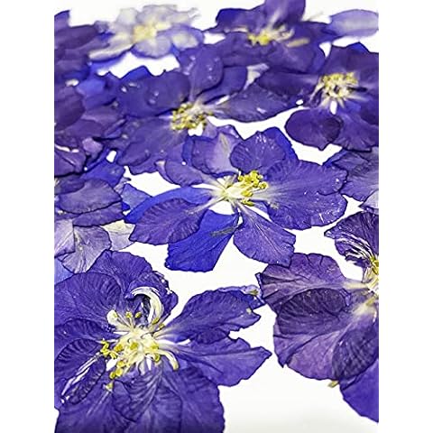 UOKWIWI 24 pcs Purple Larkspur Real Natural Dried Pressed Flowers for Resin Art Craft DIY Cover