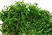 SuperMoss (23802) Mountain Moss Preserved, Fresh Green, 8 Ounces