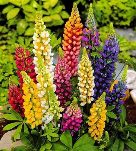 Image of Lupin Flower Seeds - Easy-to-Grow, Vibrant Blooming Perennials for Garden Borders, Pollinator-Friendly, Heirloom Seed Pack (Pack Of 30 Seed)