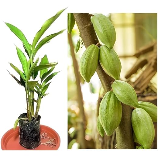 Live Spice Kerala Green Cardamom Plant