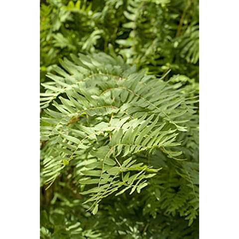 Osmunda regalis P 0,5 Königsfarn,winterhart, deutsche Baumschulqualität, im Topf für optimales anwachsen Cover