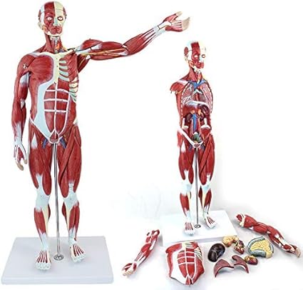 ZYYH Modelo de músculo Humano, Tiene anatomía Muscular Superficial y Estructura del Cuerpo, Figura Muscular de tamaño Medio Natural de 27 Partes para Estudio y enseñanza.