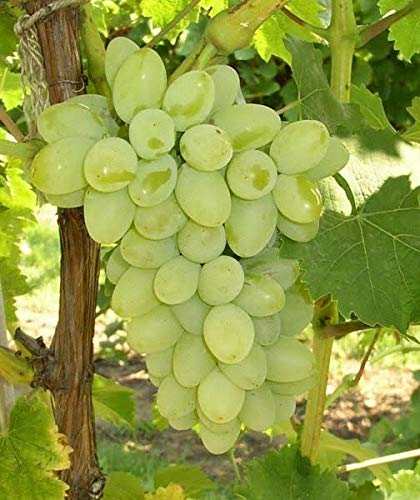 See full amazon price history chart for MVKR Hybrid green grapes live plant - Angur ka podha MVKR Hybrid green grapes live plant - Angur ka podha (B0927V367D) Amazon Price History, Amazon Price Tracker