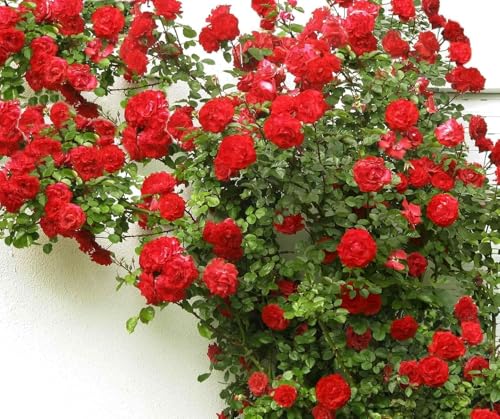 Image of Rare Original Red Climbing Rose Live Plant with Pot Fragrant Flowering Vine | Fast Growing Creeper Rose Plant for Balcony Terrace Wall Fence Garden | (Rose Plant Pack of 1) (RED CLIMBING ROSE)