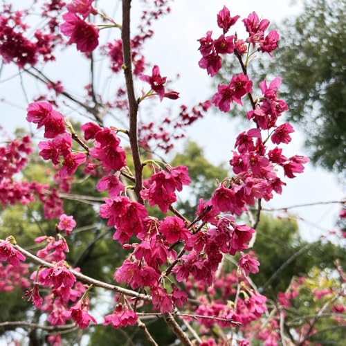 semi di ciliegio ornamentale esotiche resistenti, ornamentali di ciliegio resistenti per giardini, siepi arbusti, mini 60pcs