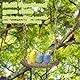 Wellensittich Spielzeug, Wellensittich Schaukel Naturholz, Vogelspielzeug, Sitzstangen für Vogelkäfige, Vogelkäfig Zubehör für Papageien, Kanarienvogel