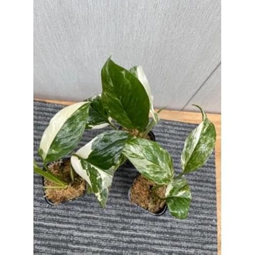 観葉植物 モンステラ 斑入り」の人気商品一覧 | 安い商品を通販