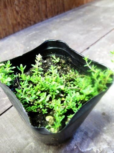 Amazon Co Jp レイタータイム 3号ポット グランドカバーにぴったり 踏まれても負けることのない強健種です Diy 工具 ガーデン