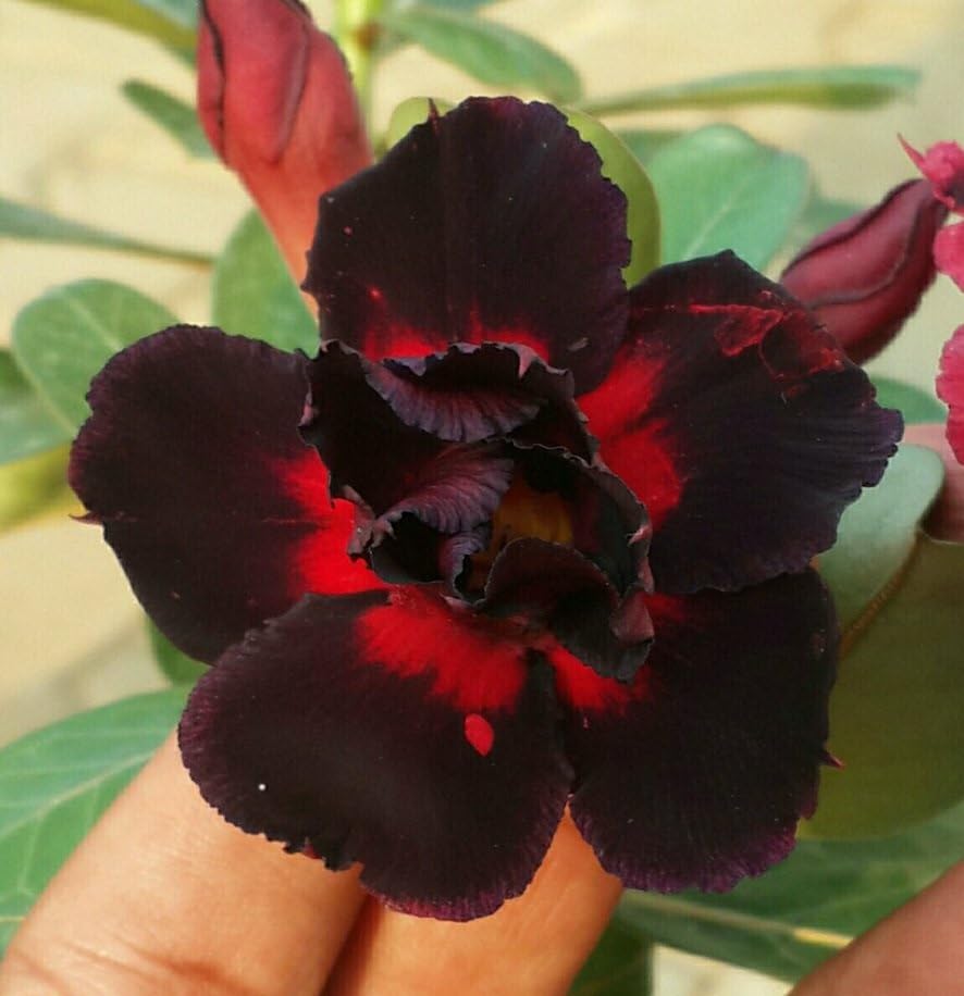 Live Adenium Red & Black Coloured Flower Plant Pack of 1 For Home & Office Decoration Added Pot (B0CSDTLPJL) Amazon Price History, Amazon Price Tracker
