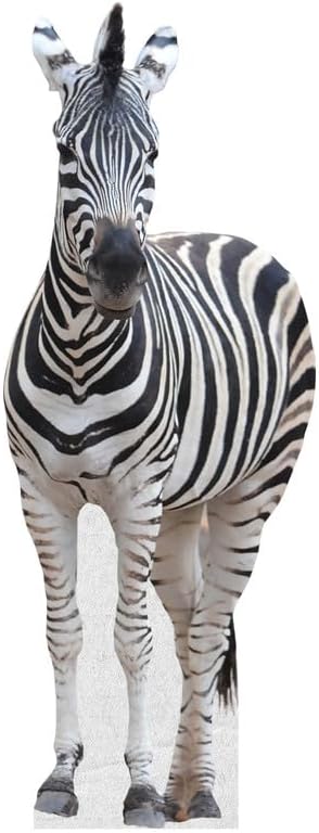 Zebra - Life Size Cardboard Cutout Standup People with Support Standee | Animals -