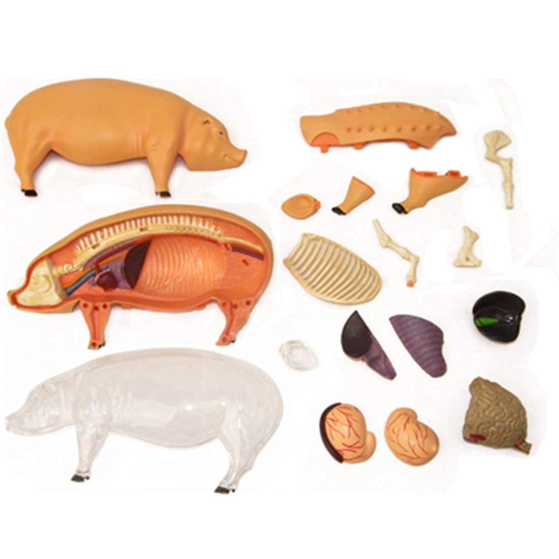 Modelo Ensamblaje Simulación Cerdo Modelo Anatómico Anatomía Biología Animal Órgano 15,6 8,8 7,7 Cm