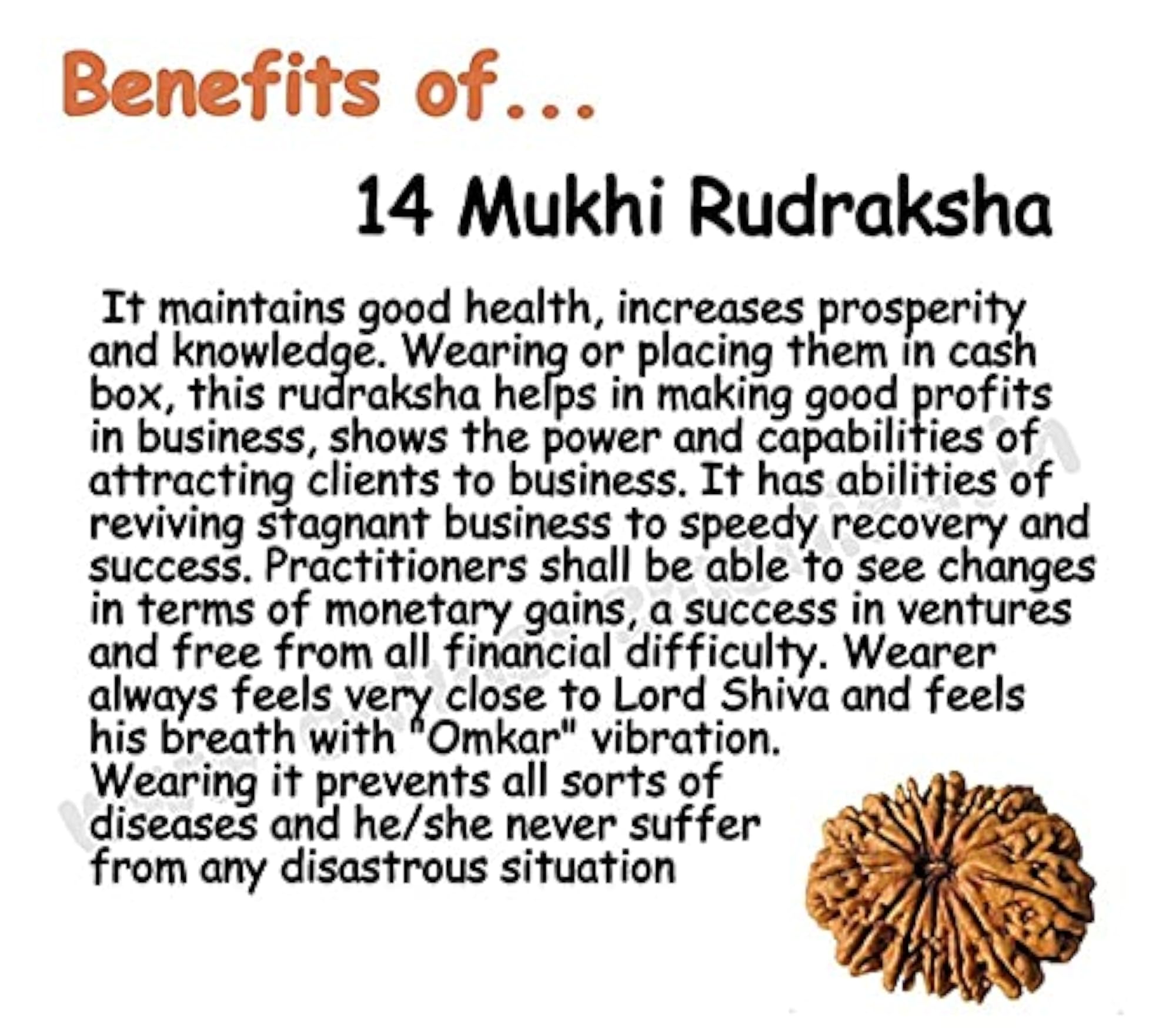 14 Mukhi Rudraksha Bead, Original & Fine Quality, Lab Certified