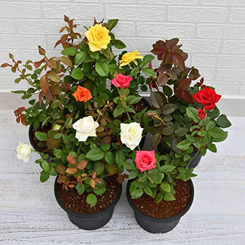 Mphmi Plantslive Set of 5 Enchanting Roses (B09NGB9MP1) Amazon Price History, Amazon Price Tracker