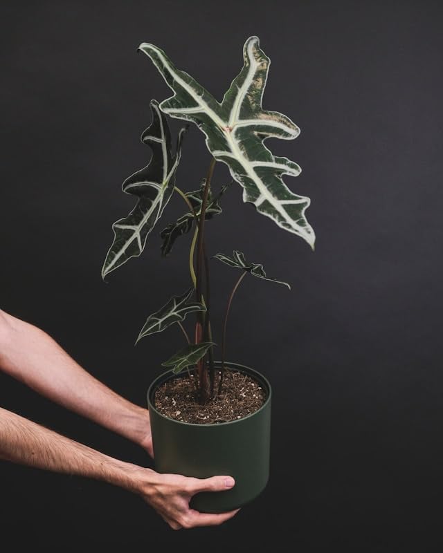 Alocasia Amazonica Polly H30cm pour végétaliser un petit espace